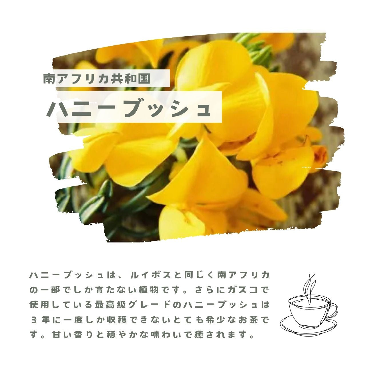 スパイス温活セット（送料無料）